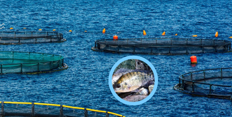 Cages d'élevage de tilapia