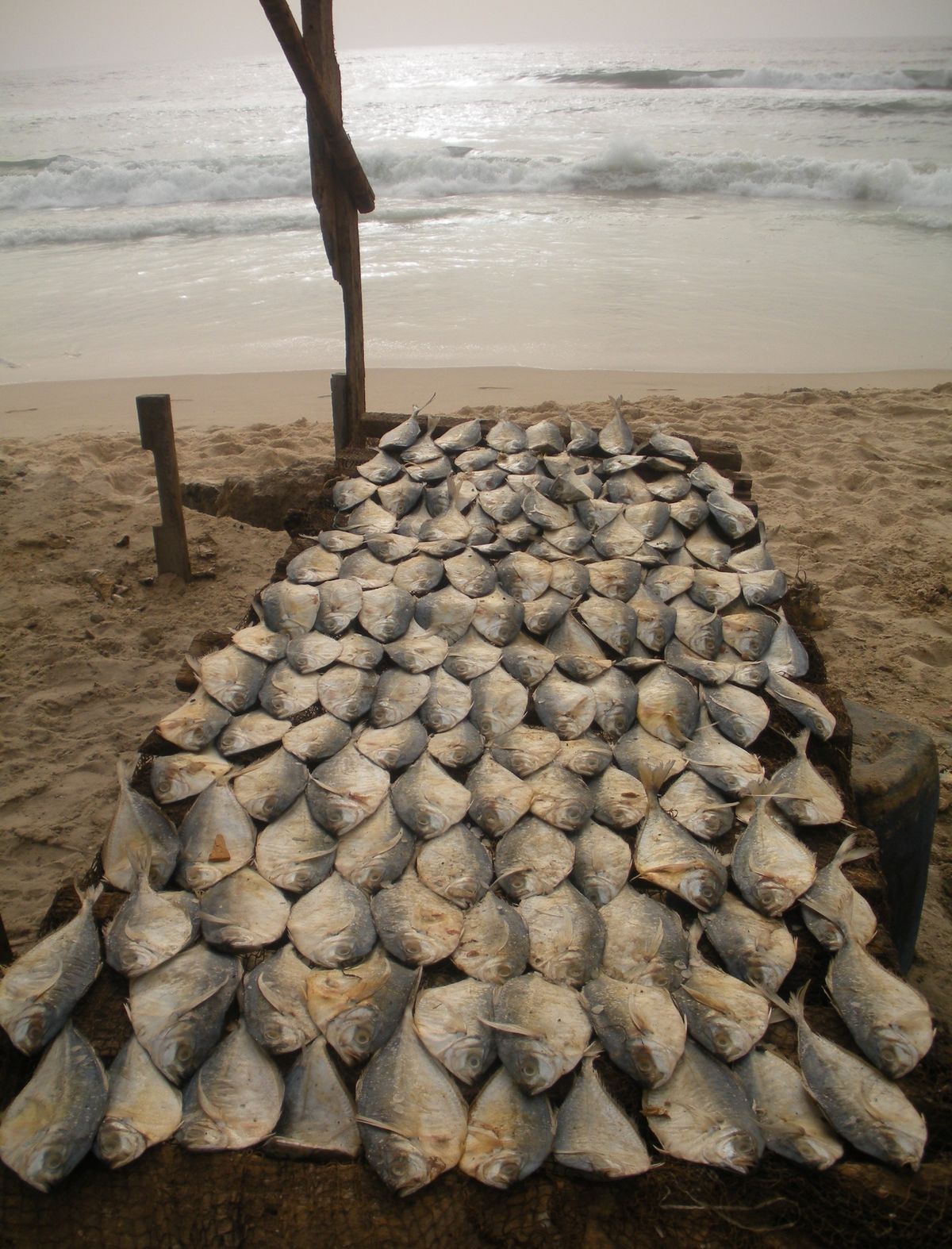 Séchage traditionnel du poisson