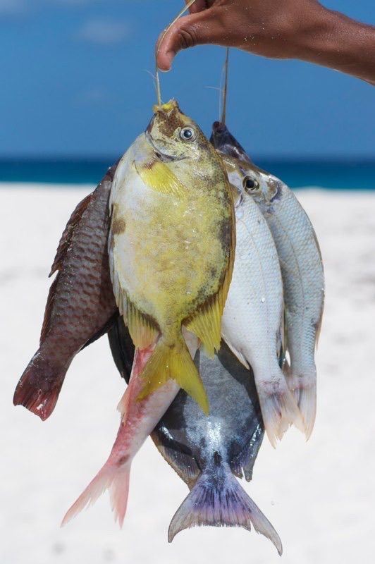 Poissons fraîchement pêchés