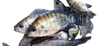 Tilapia